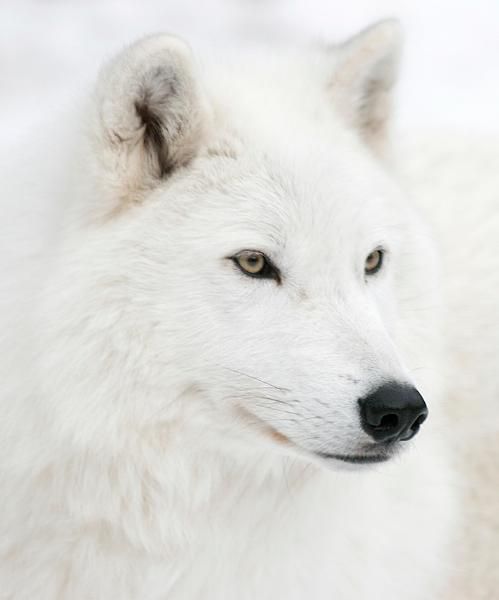 Beautiful Wolves