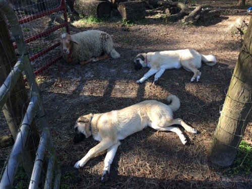 kuttithevangu:Nice dog rugsScully’s lamb heard that these six month old babies weighed at least fift