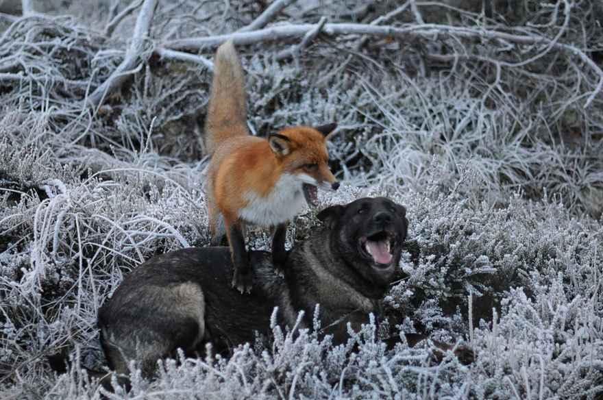 snow-white-raven-black:  phototoartguy:  The adorable and unlikely friendship between