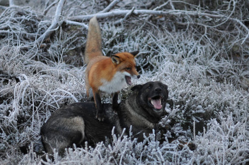 armpitfebreeze:phototoartguy:The adorable and unlikely friendship between a fox and a dog that’s bei