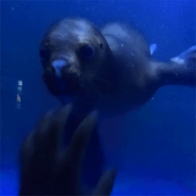sizvideos:  This sea lion seems very hungry! - watch the video