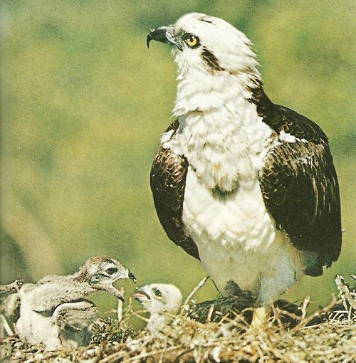 vintagenatgeographic:Two weeks old Ospreys grow quarrelsome with hunger as their mother watches for 