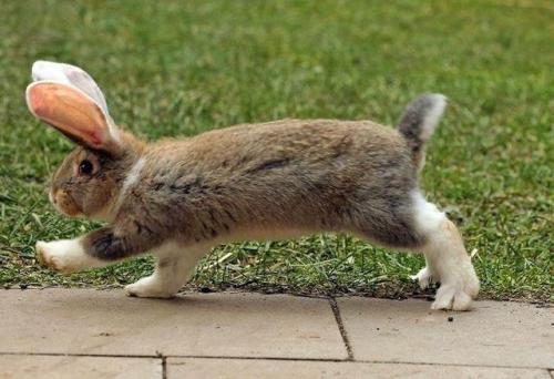 teddy236:thecutestcatever:awwcutepets:On my way to steal your garden veggiesNYOOM The rabbit!!!!!  I