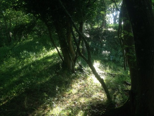 studiointhewoods:Magickal walk through the woods and up to the Grove this evening for some spiritual