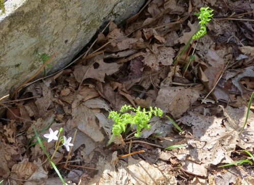 Looking forward to trails turning green and all of this little stuff along them.