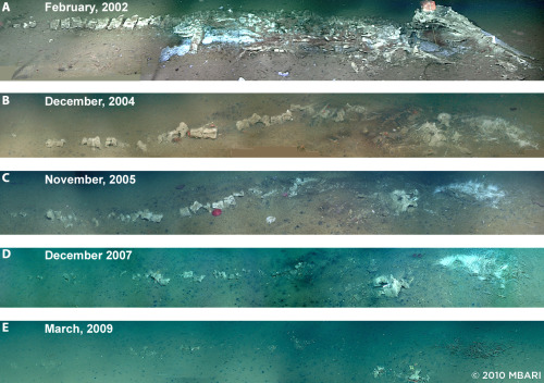 skunkbear:  Bone-eating worms have been munching on the skeletons of dead whales (and most likely the ancestors of whales) for tens of millions of years. But they were only discovered back in 2012.  Robert Vrijenhoek was exploring the floor of Monterey