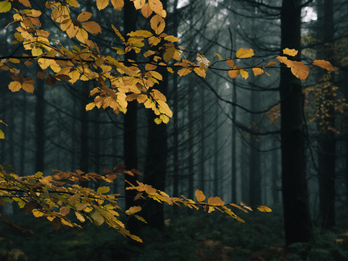 ardley:  Yellow Beech Among the PinesPhotographed by Freddie Ardley | website | instagram