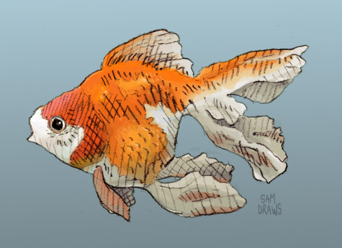 samdraws:just a couple fishs. glub