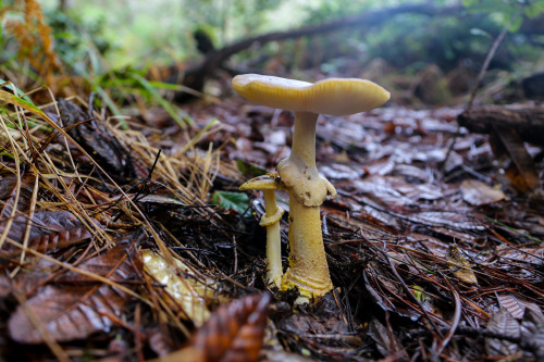 steepravine: Yellow Amanita Duo This was pretty awesome to come across, it would be very easy to ant