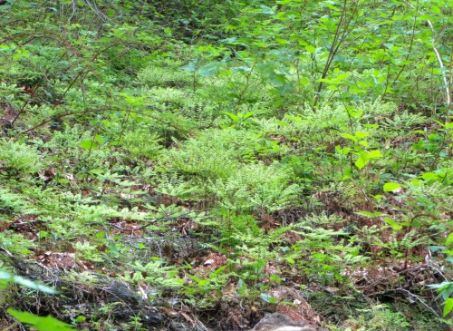 More from that section of the Lehigh: columbine on cliffs and an area packed with maidenhair fern. I