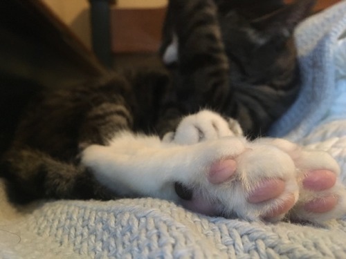 lapiphosu: clean beans!