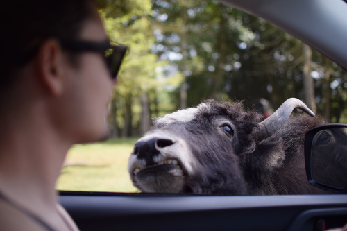 Feeding a Yak some bread at the Olympic Game Farm in Sequim, WA!