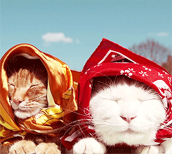 kittycatdaily:   [x]  