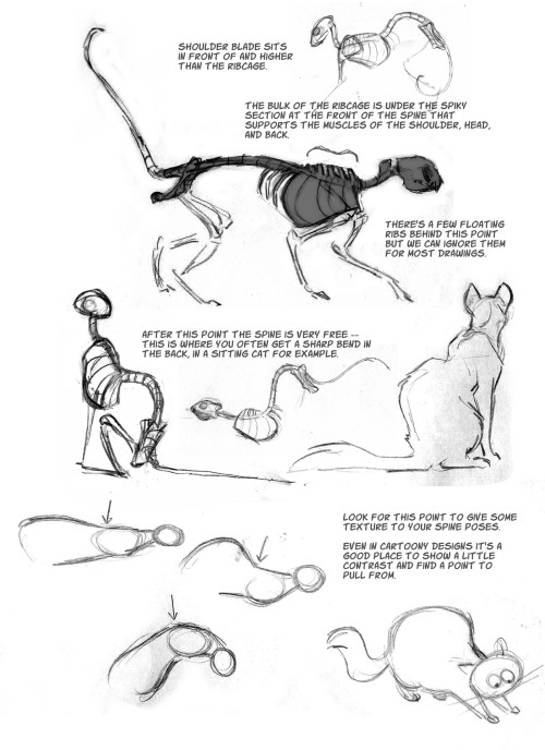 artthinks:anatoref:Animal Anatomy for AnimationHey this is from Sydney Padua!  She knows what she is