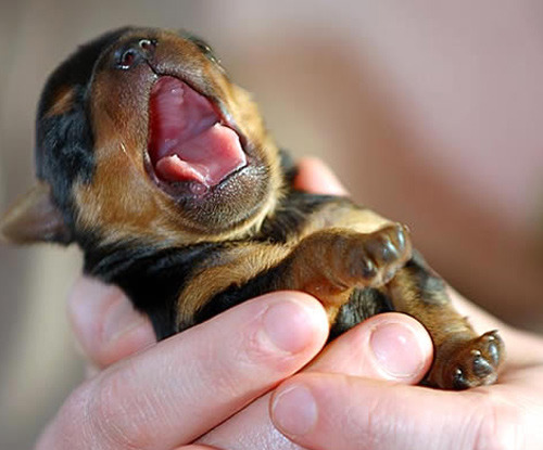 thecutestofthecute:  Tiny Doberman puppy yawning