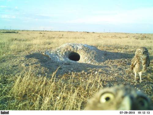 typhlonectes:  A pair of Burrowing Owls (Athene cunicularia) check out the wildlife cam outside thei