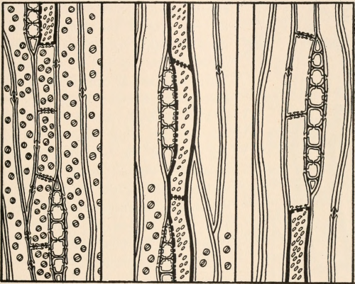 nemfrog:  “Longitudinal section of the wood of the root of Picea canadensis.” (White spruce). The anatomy of woody plants. 1917. Internet Archive