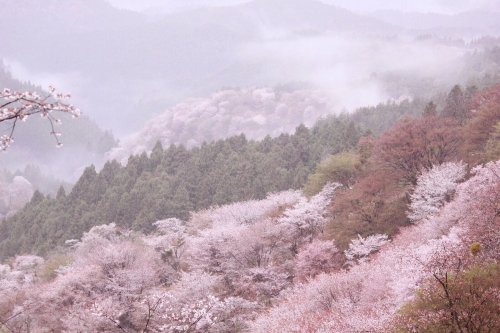 mu3y18mi:ぽめお @pomeoooo美しすぎる吉野山の桜を見てくれ