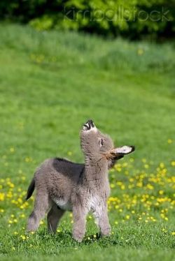 our-amazing-world:  Little Donkey baby Amazing