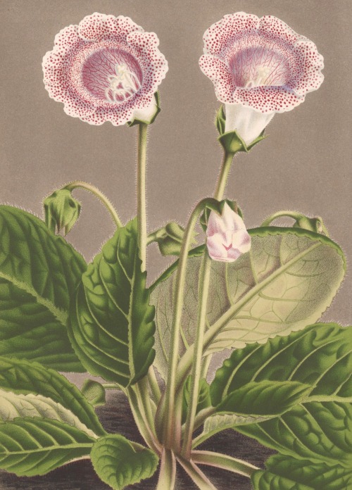 Flore des serres et des jardins de l'Europe - Charles Lemaire - 1875 - via Gallica