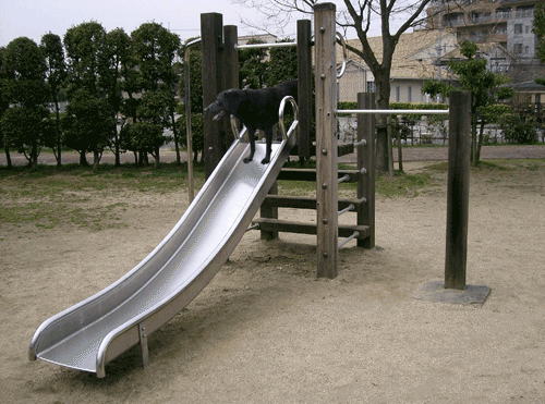 paradisaic:  when you’re a two-dimensional dog just trying to have fun at a three-dimensional playground  