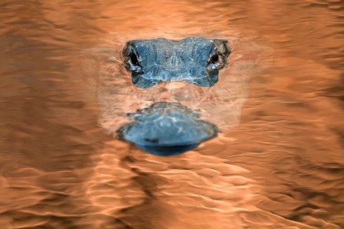 These beautiful photos will make you want to save the Everglades.“I still see the world throug