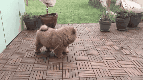 gifsboom:Fluffy Dog Chases Leaf in Snow. [video]