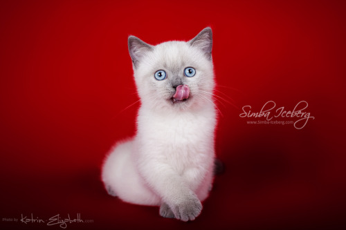 Hello everyone! It’s time to show you new photos of our cute kittens!Simba Iceberg Grace and  Simba 