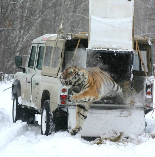 kagaintheskywithdiamonds: congenitaldisease:A tiger bursting to freedom after being rescued from a p