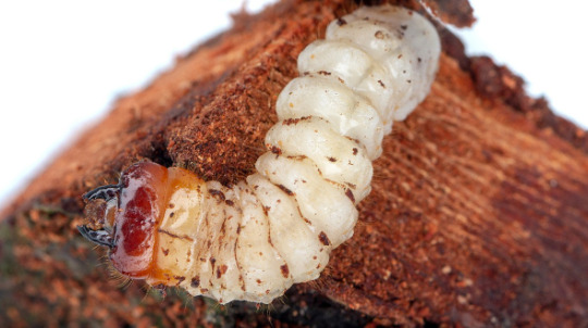 Wood boring insects include their larva