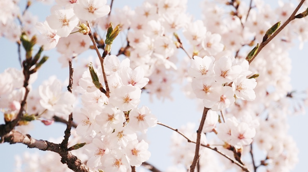 kiiseu: Cherry blossoms