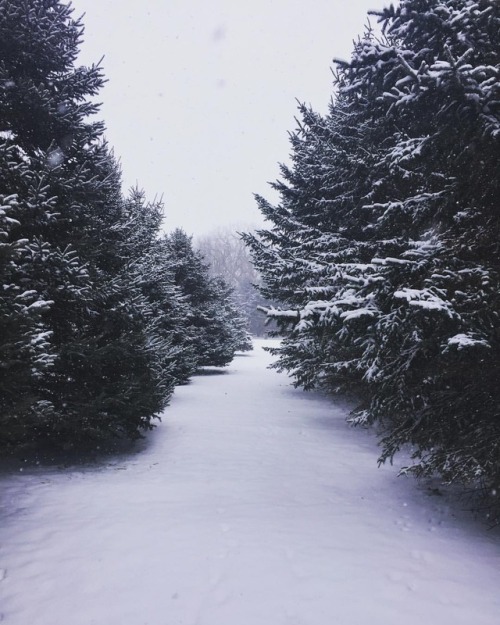 Enjoying the quiet that goes with a good snowfall ❄️. . . #snow #minnesota #weather #grove #pinetr