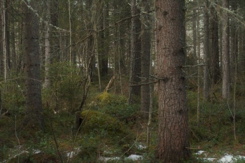 morganathewitch:Spring forest~