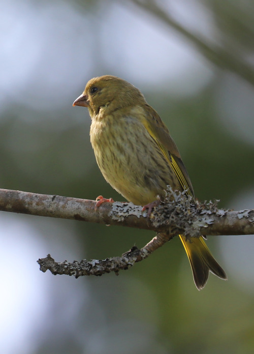 Greenfinch/grönfink.