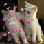 shyee3t