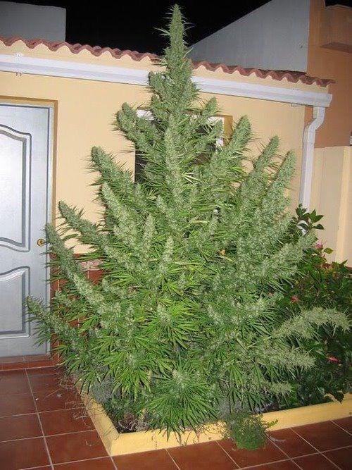 tuckinwheelsandcopinfeels:orphanalien:ganjaparade:Holly Mother of Weed  Now thats