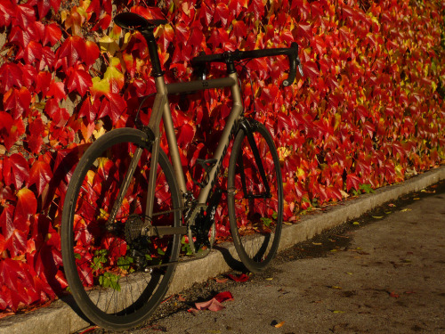 aces5050:  Autumn colours / Nicolai Argon road (by sunshine rouleur)