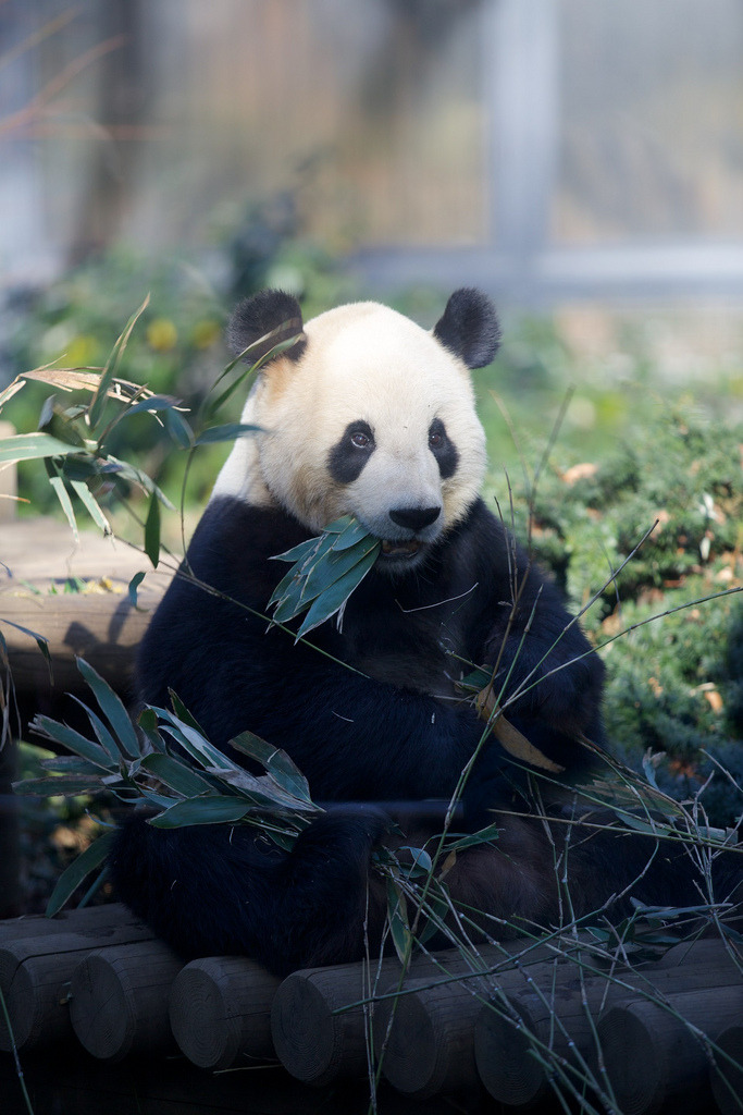 giantpandaphotos:  Ri Ri at the Ueno Zoo in Tokyo, Japan, on January 11, 2014. ©