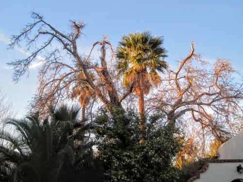 Late Afternoon Light, Tucson in Winter, Arizona, 2014.