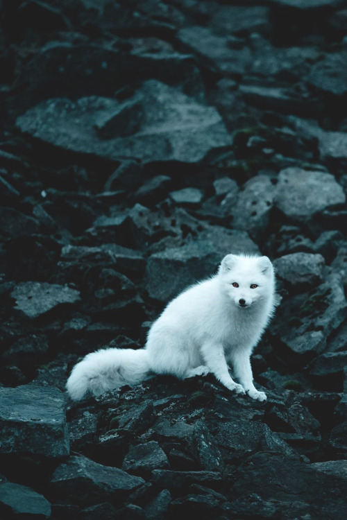 lsleofskye:  Like a white shadow in the mountains | linakayserLocation: Svalbard and Jan Mayen, Norway