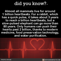 did-you-kno:  Almost all mammals live for