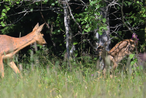 Roe deer family update: Today on our way back home from the lake we saw the  doe walking on the field alone. Suddenly on