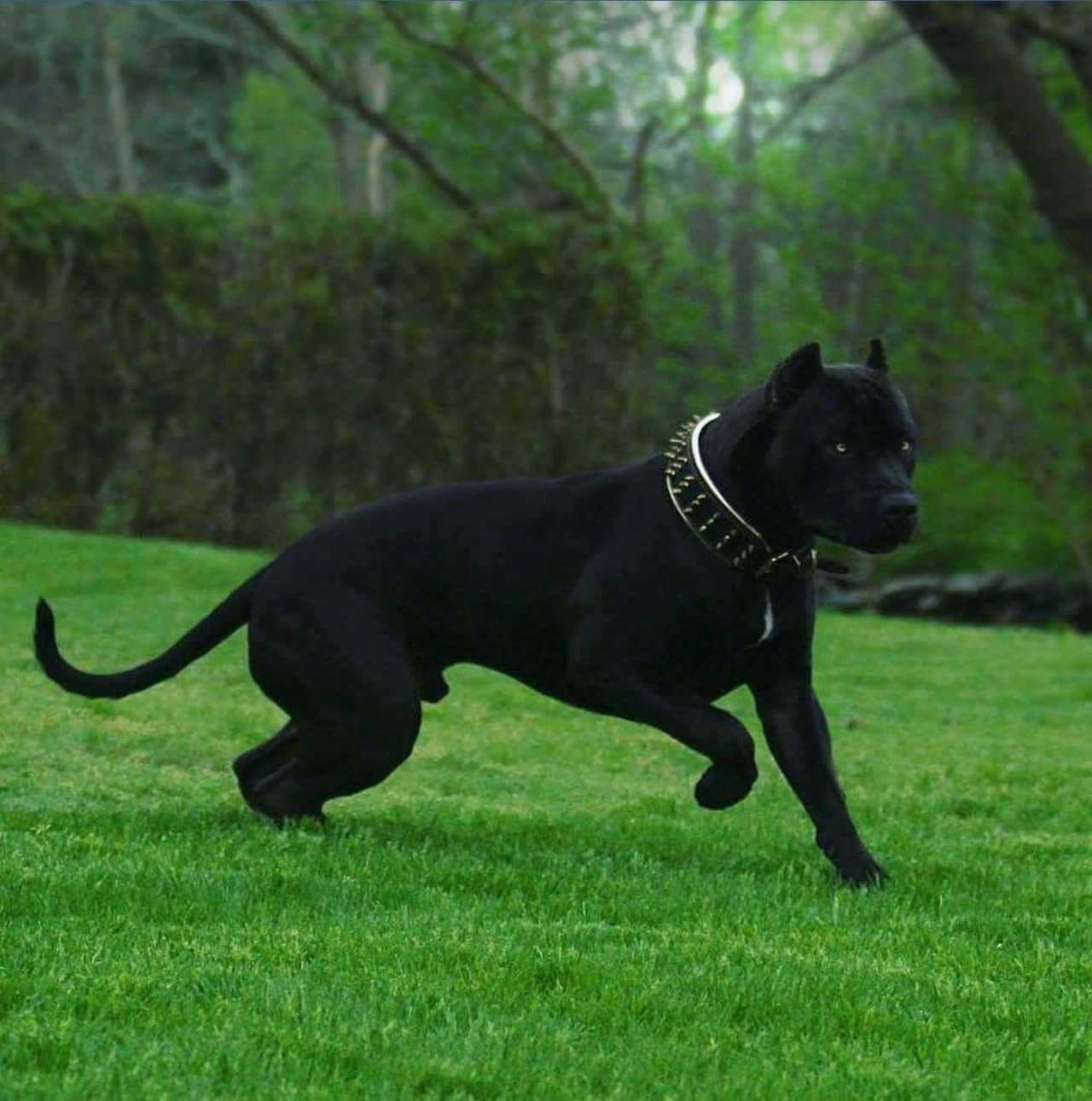 bestbeasty:  Some pictures of gorgeous, muscular pitbull studs to go along with the