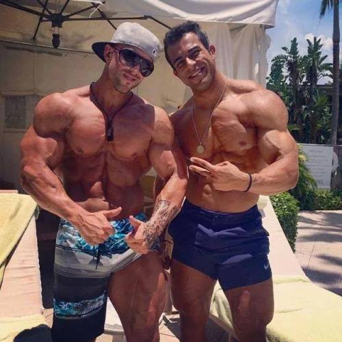 Adonis Files