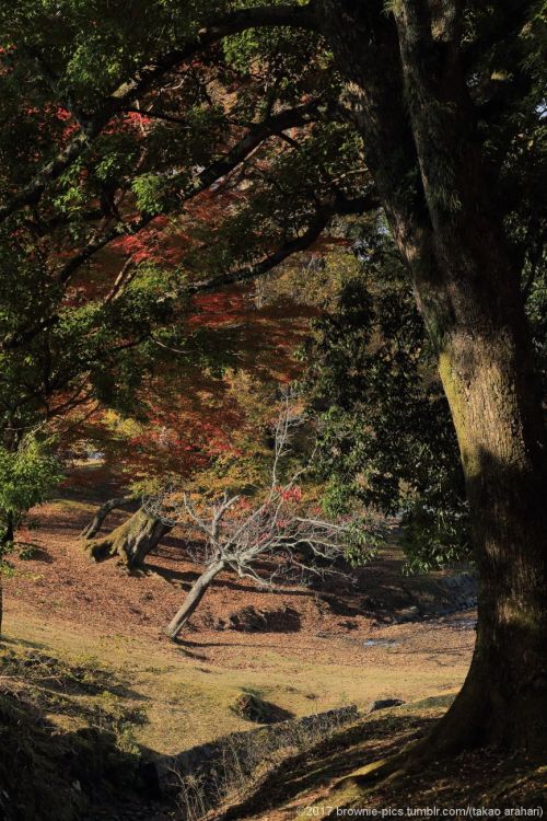 ‘21.11.20 春日大社参道、東大寺にて小休止の後、色づいた公園内を歩いていきます。 南大門付近を抜けて大仏池へと秋の光が心地よく差す中、歩を進めました。