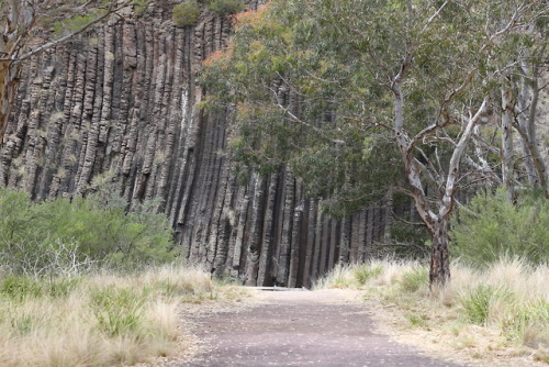 geologicaltravels:2015: Pleistocene columnar basalts (2.5Ma - 2.8Ma) being the main feature at Organ