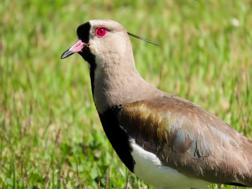 Quero-quero/Southern Lapwing Vanellus chilensis