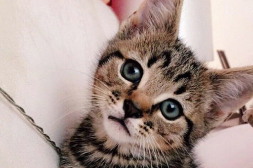 SAVE BUENOA close friend needs some help with an operation for her cat Bueno who has a deep gaping w