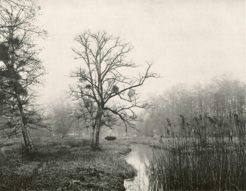 Comte H. de Lestranges, In the Forest, 1899Collotype, 22.1 x 28.4 cmL'Art Photographique 1899-1900