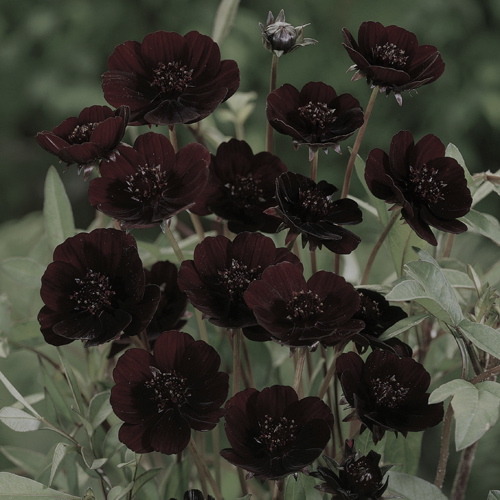 logija:this is the cosmos atrosanguineus also known as the chocolate cosmos